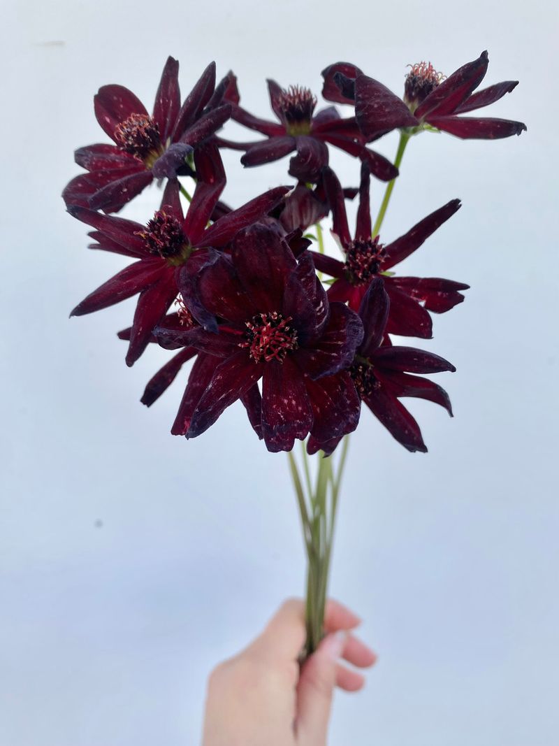 Makes Stunning Cut Flowers For Arrangements