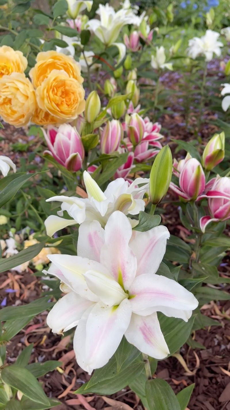 Pairs Well with Other Bulbs