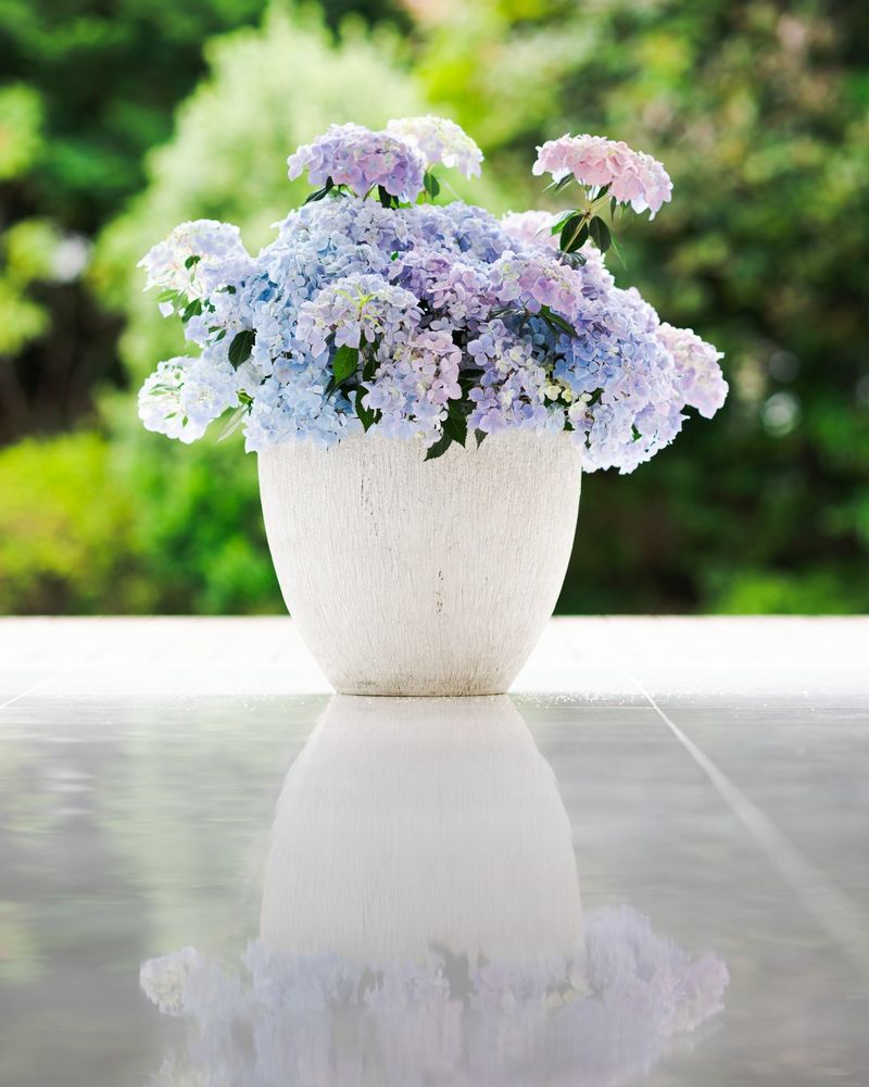 Hydrangea