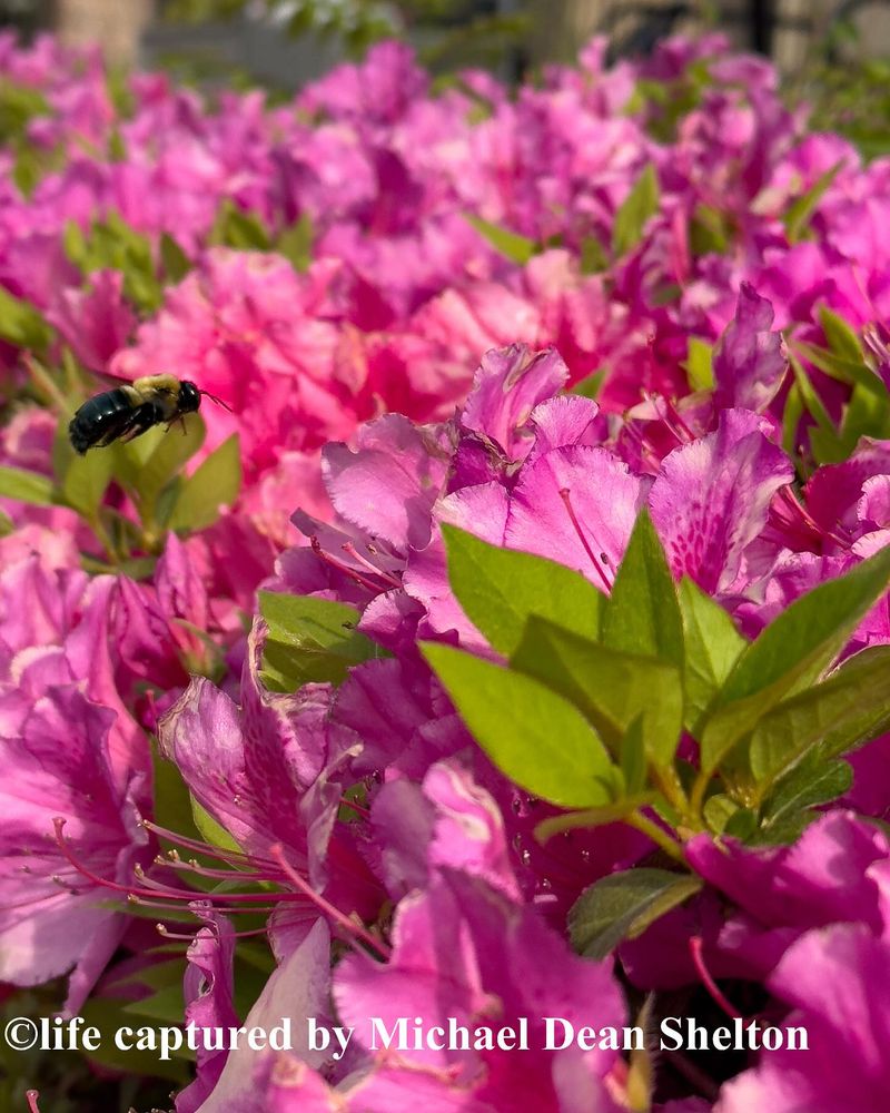 Azalea – Produces Little Nectar And Can Be Toxic To Pollinators