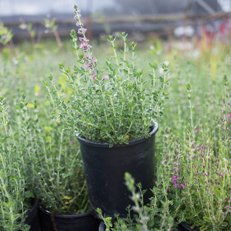 Perfect For Edible Gardens