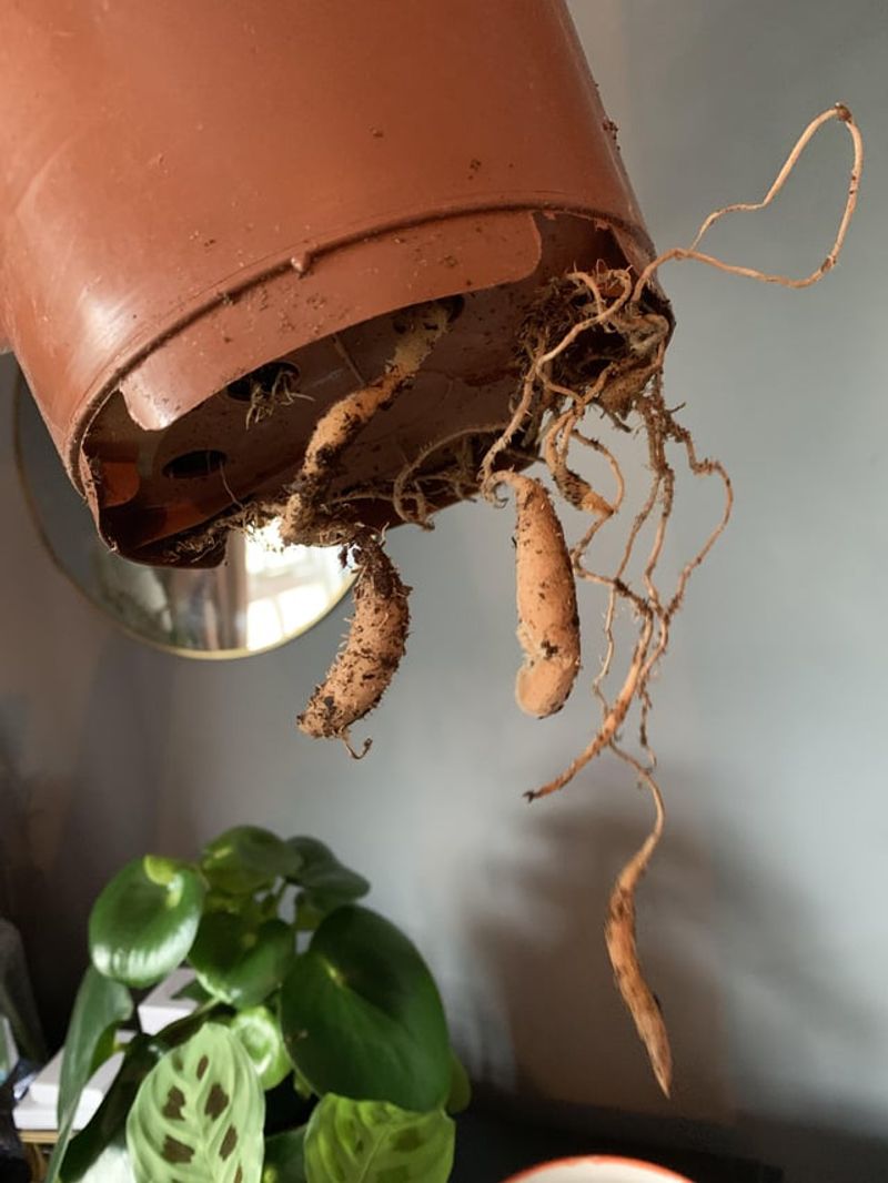 Trim Dead or Rotting Roots Regularly