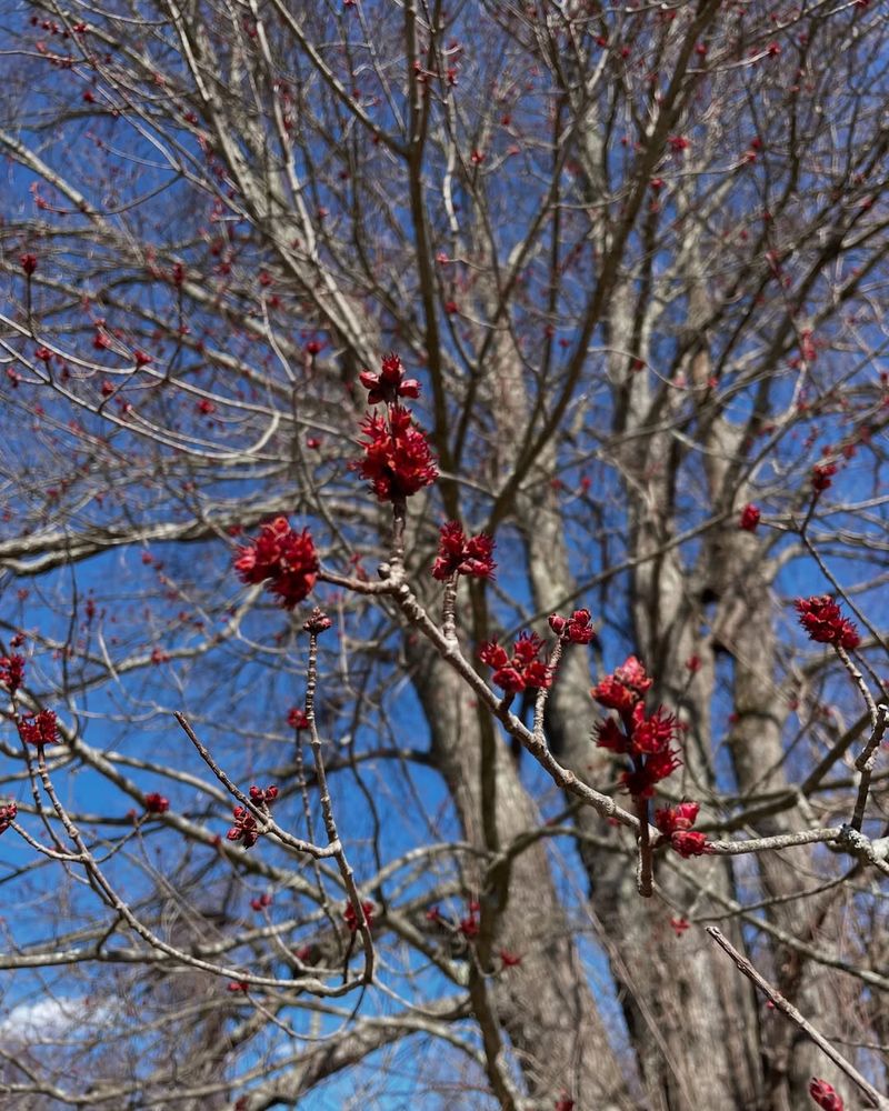 Red Maple