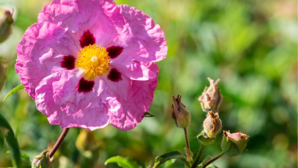 Rockrose flower
