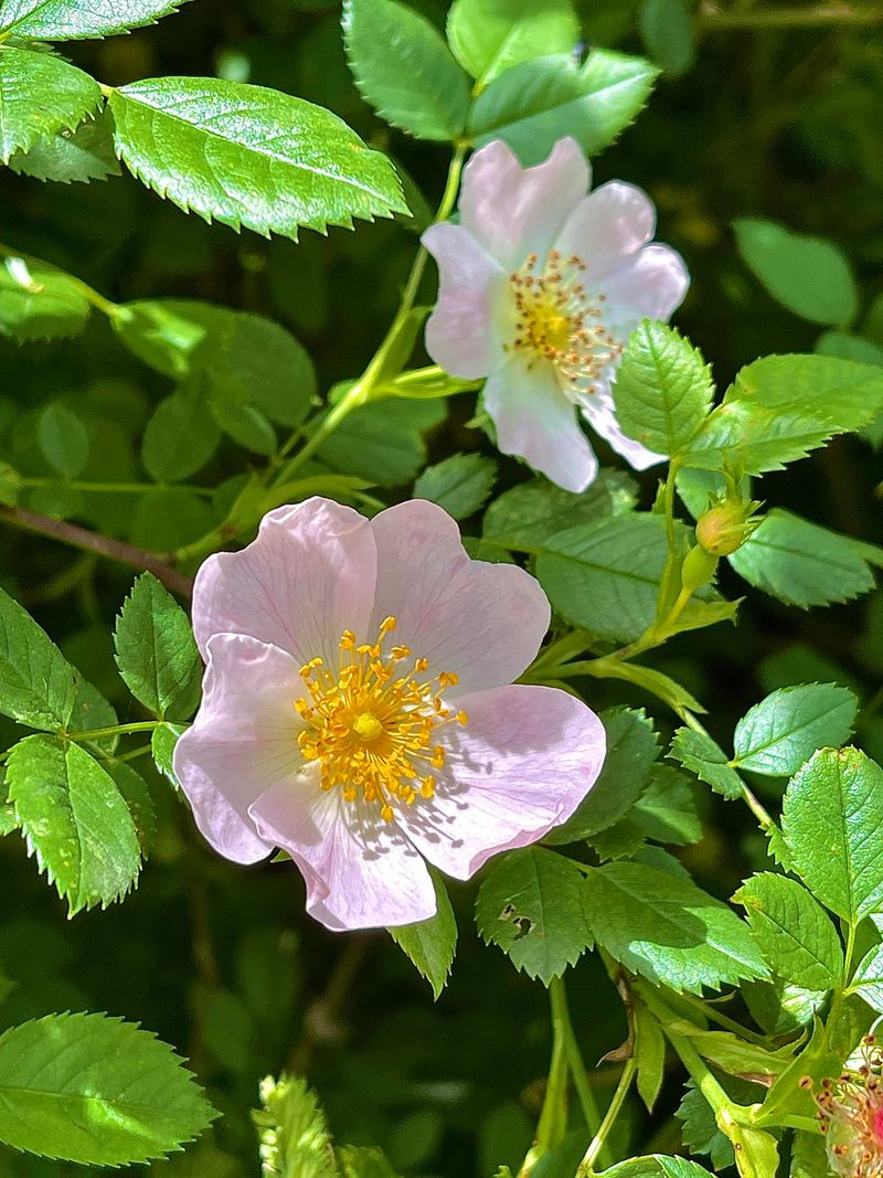 Rosa Canina (Dog Rose)