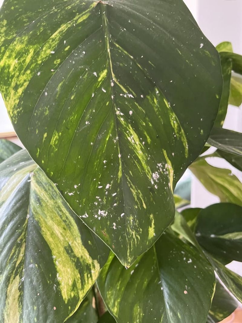 Mealybugs