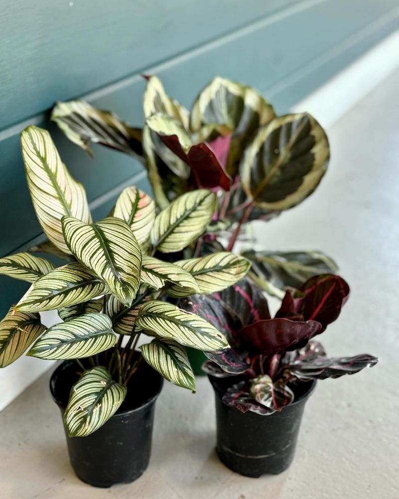 Leaves Should Stay Above Waterline