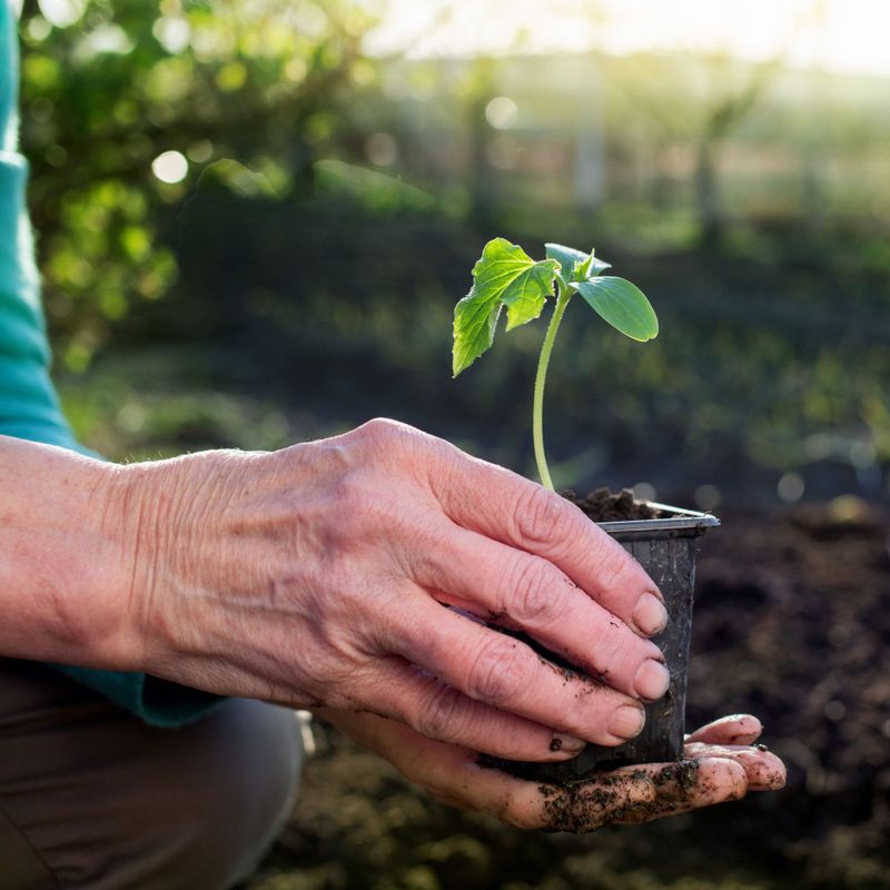 Seedlings Are 2-3 Inches Tall