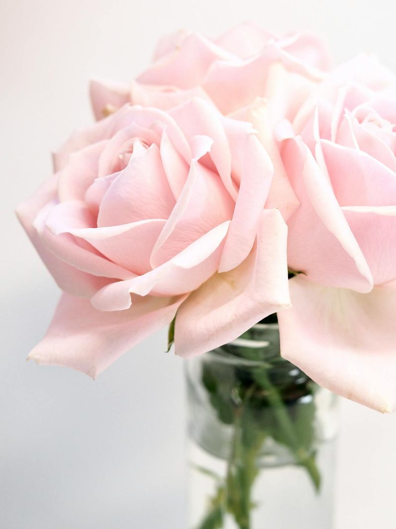 Eterna Bellezza Rose