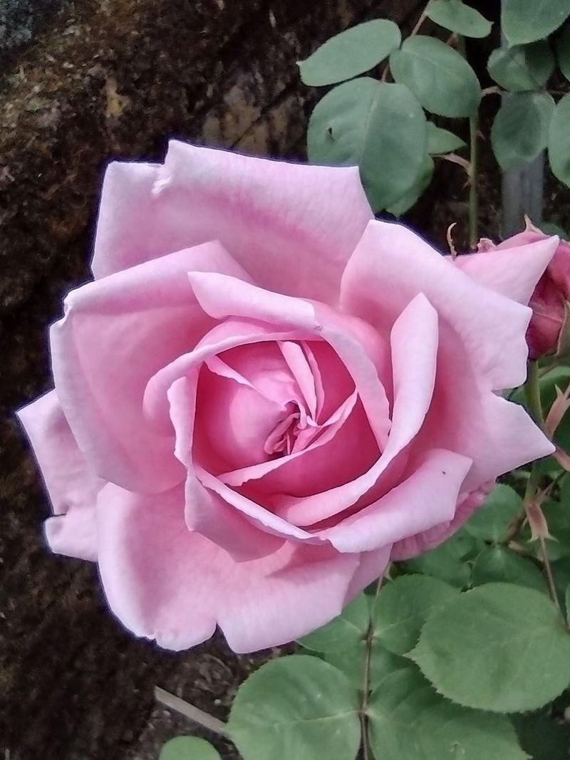 Madame Caroline Testout Rose