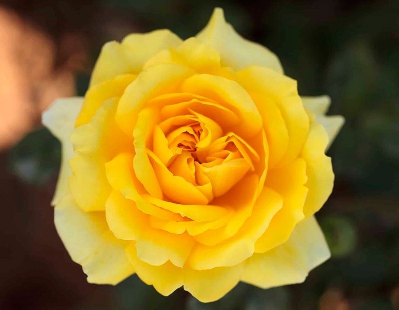Gina Lollobrigida Rose