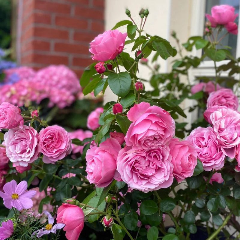 Leonardo Da Vinci Rose