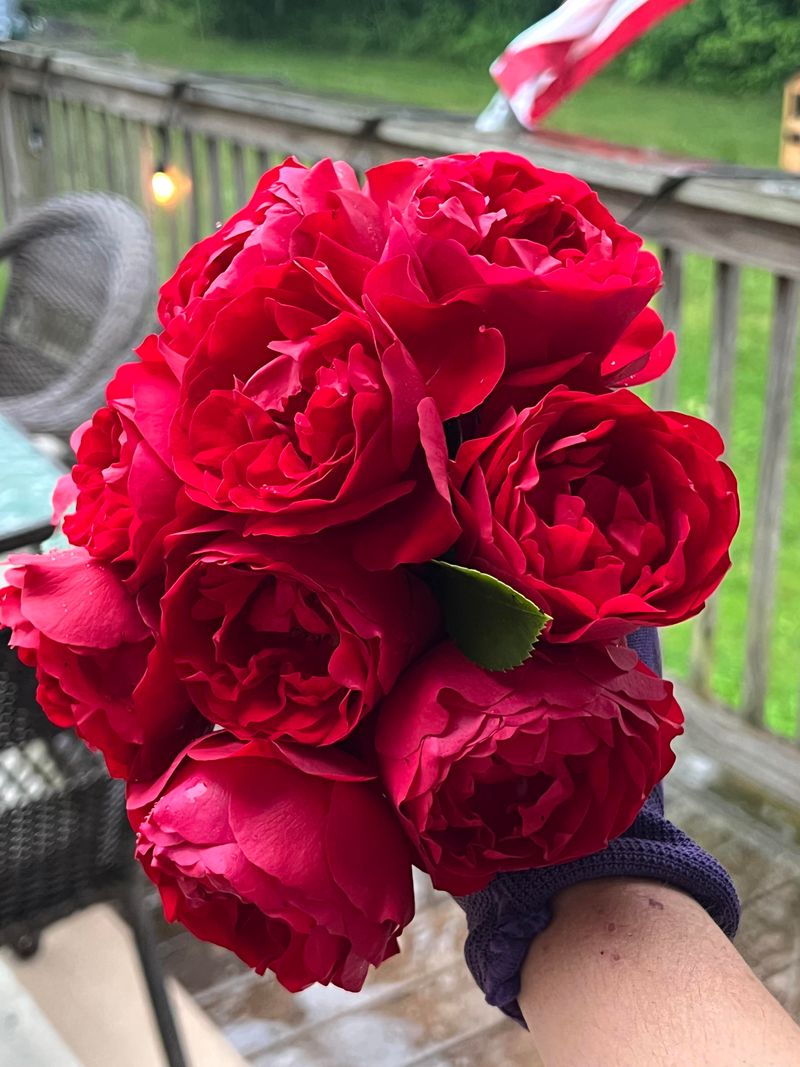 Florentina Rose