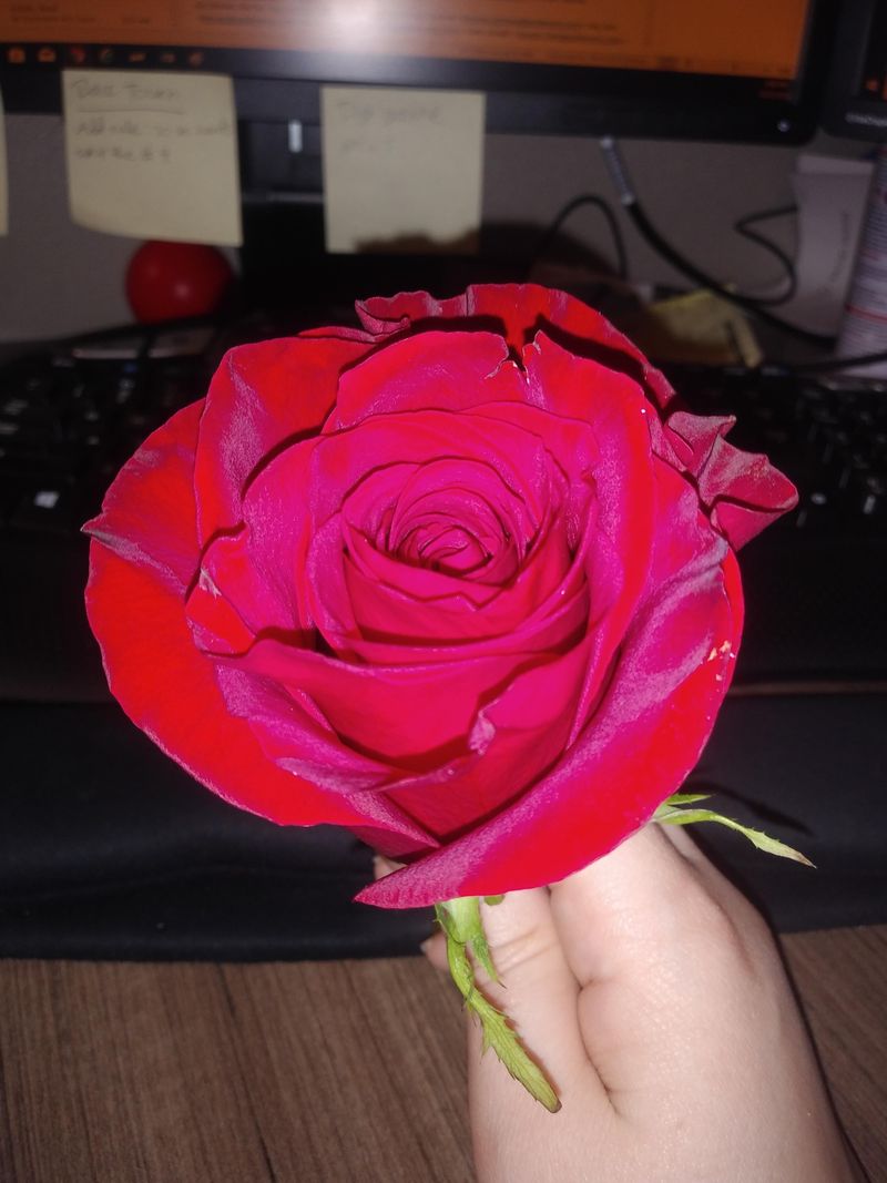 Rose Petal Tincture