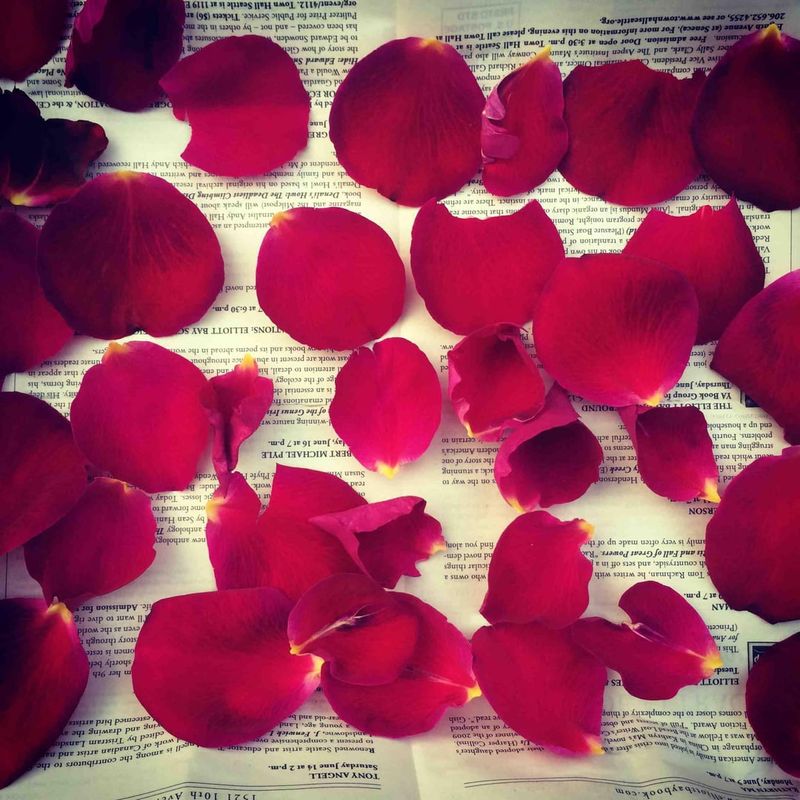 Rose Petal Potpourri