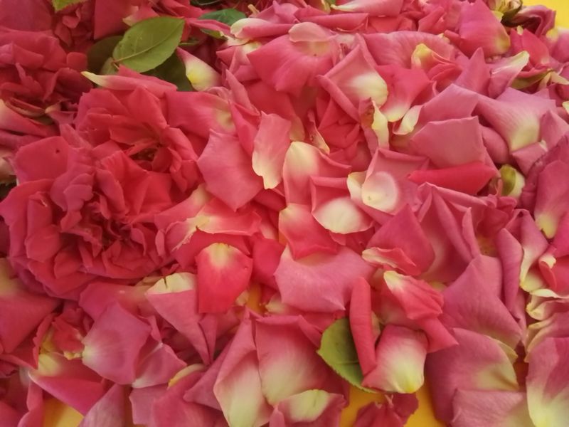 Rose Petal Sachets