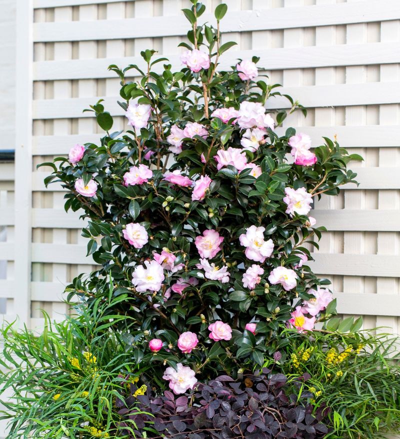 Camellia