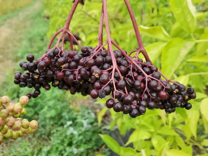 Elderberry