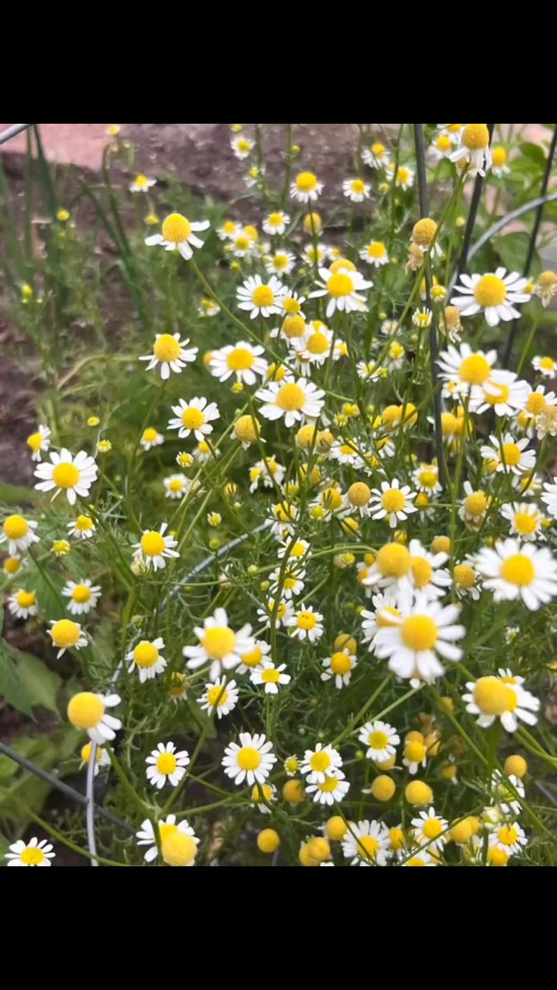 Chamomile