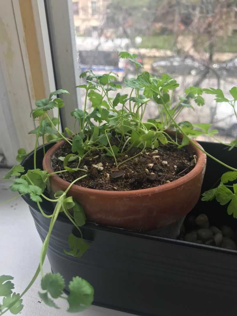 Parsley