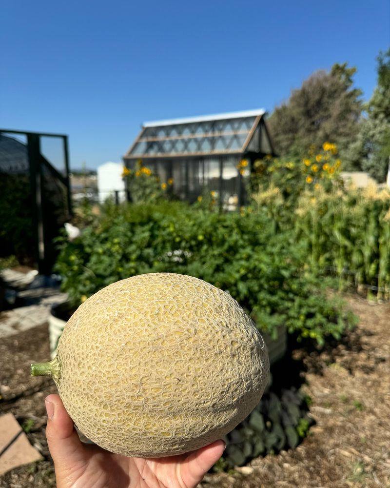 Harvest at Peak Ripeness