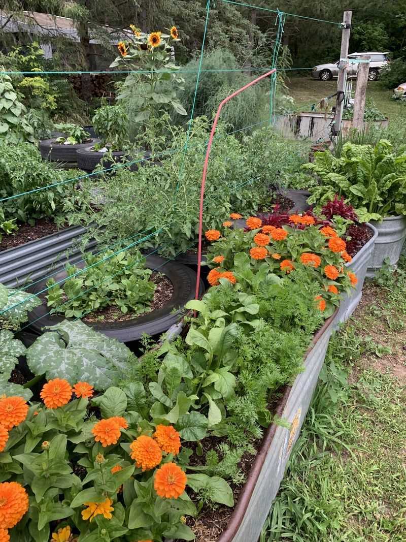 Companion Planting