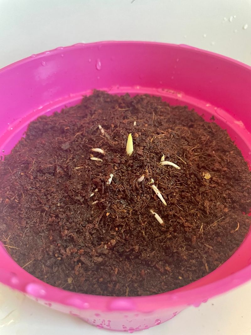 Use Mulch