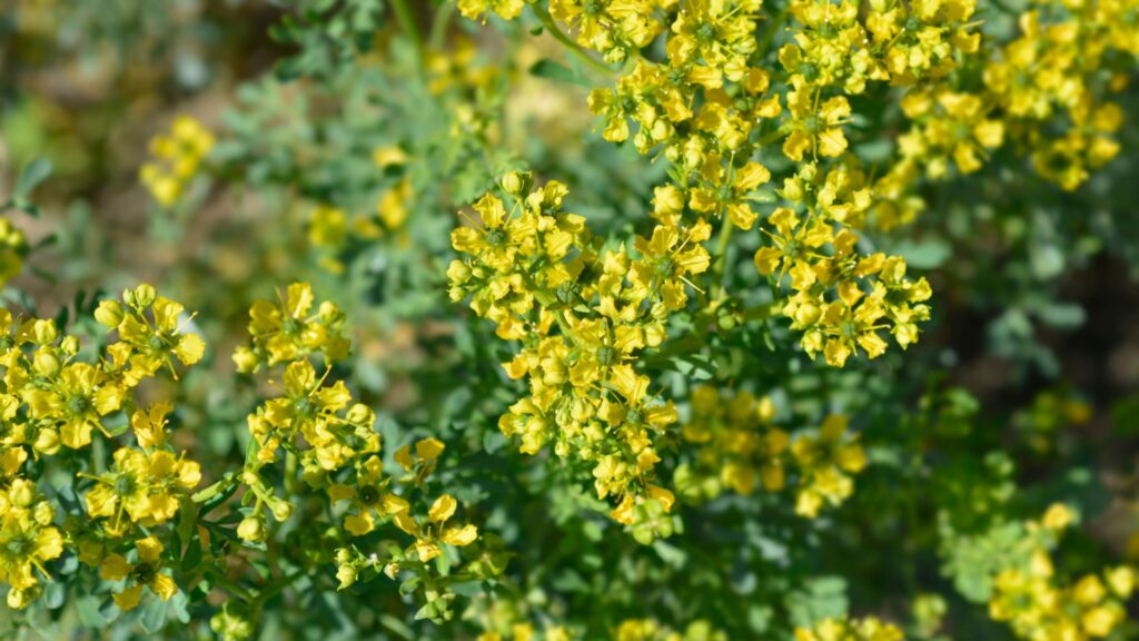 rue plant