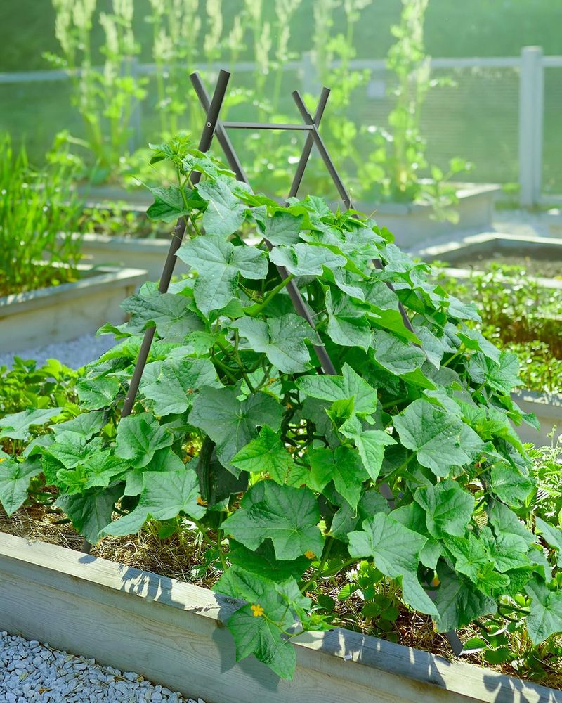 A-Frame Trellis