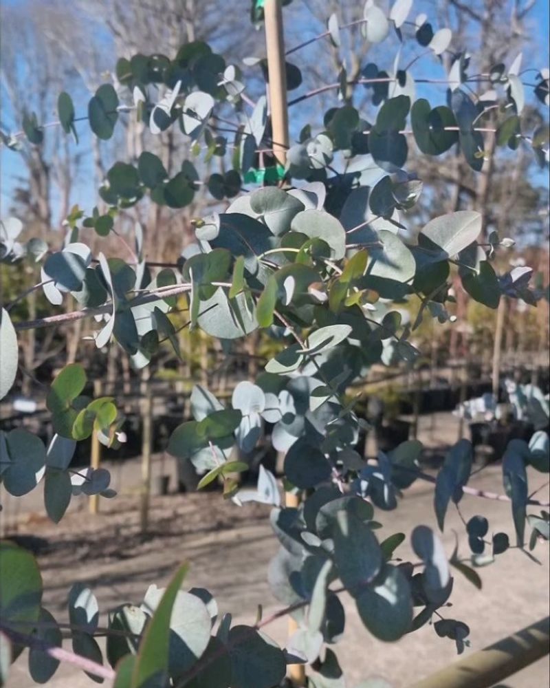 Eucalyptus