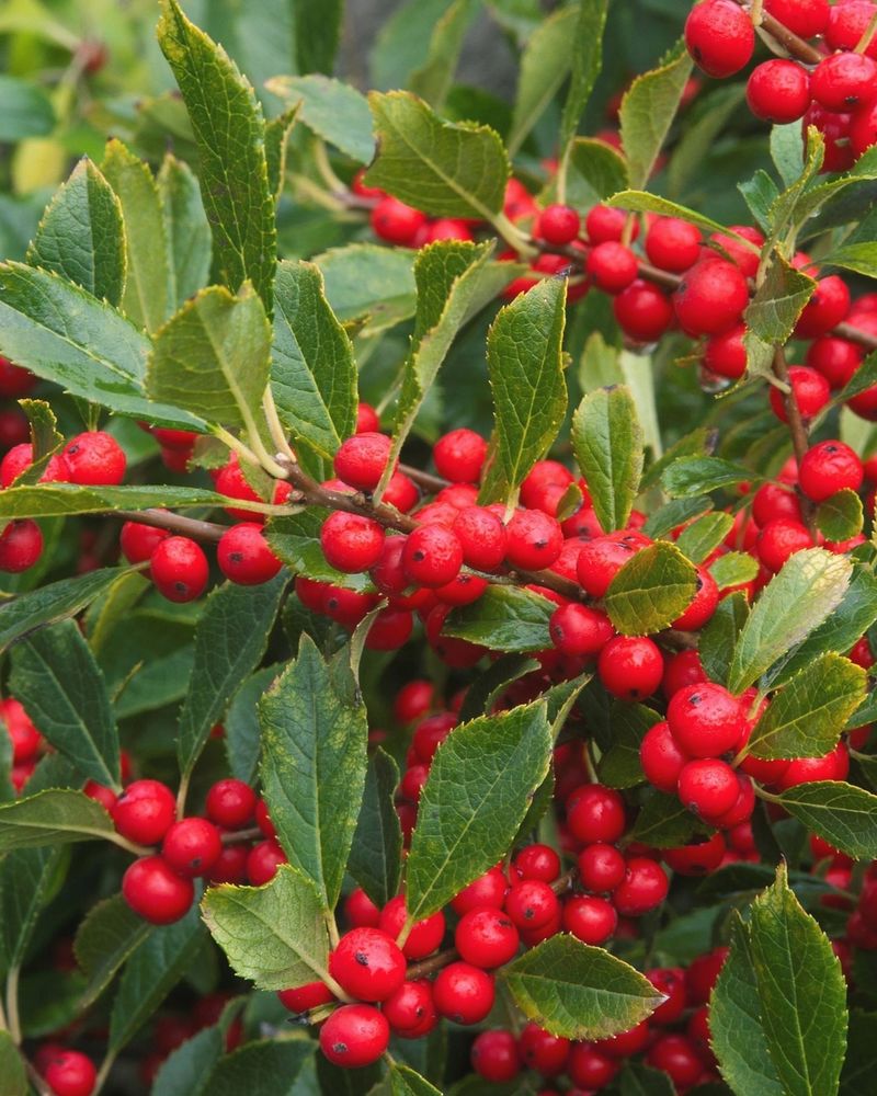 Yew