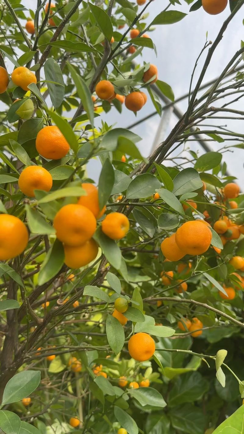 Calamondin