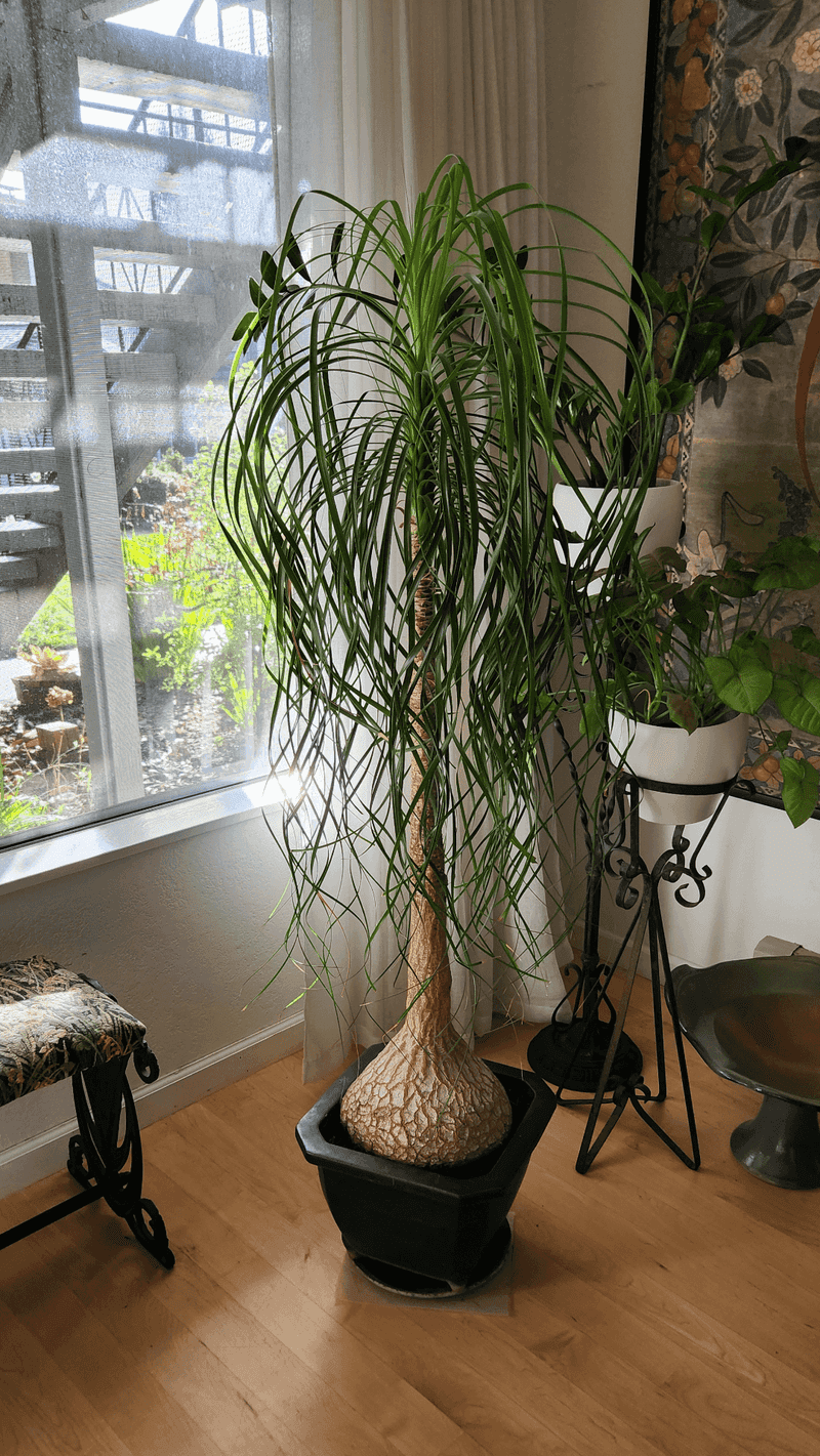Ponytail Palm
