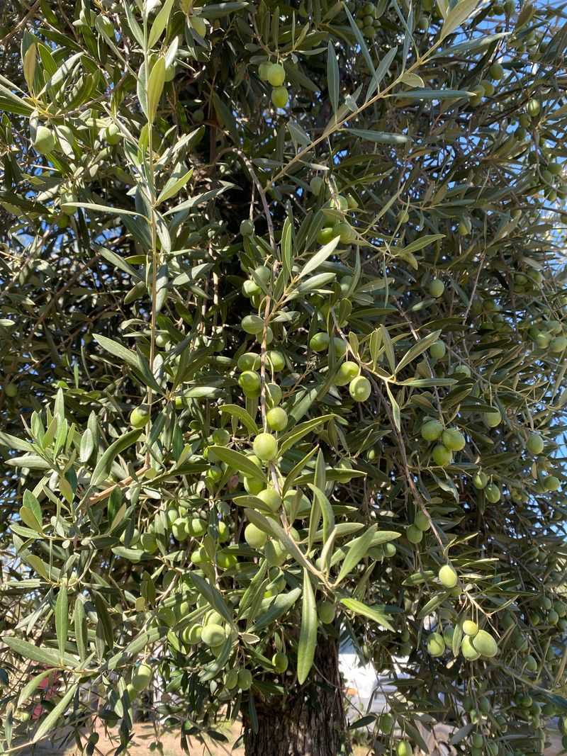 Olive Tree