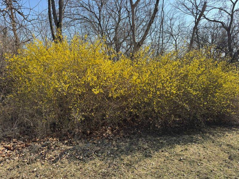 Forsythia Facts