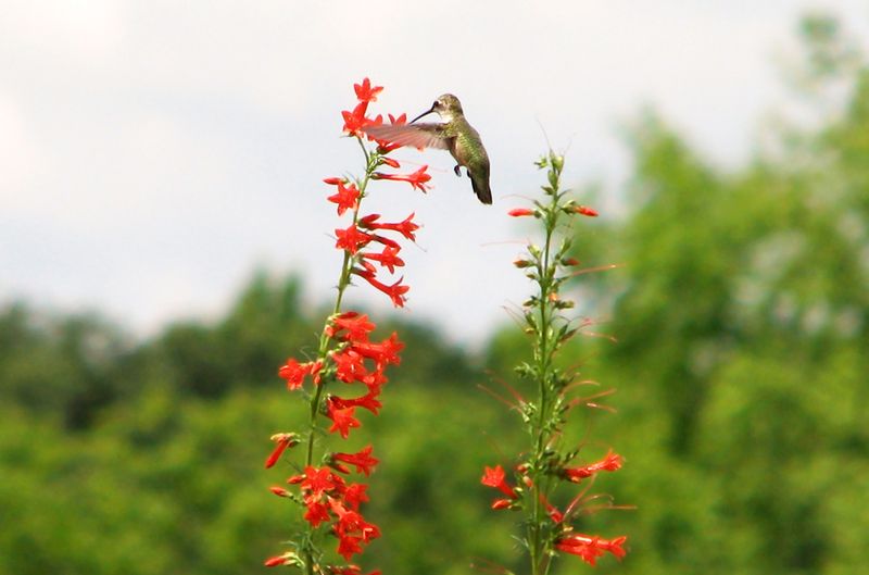 Wildflower Wildlife Habitat