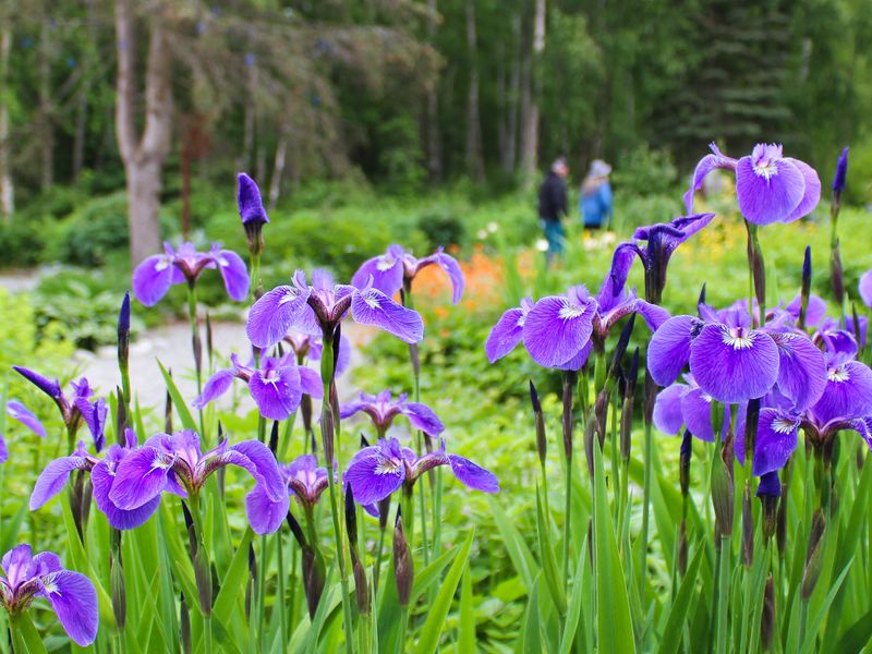 Irises