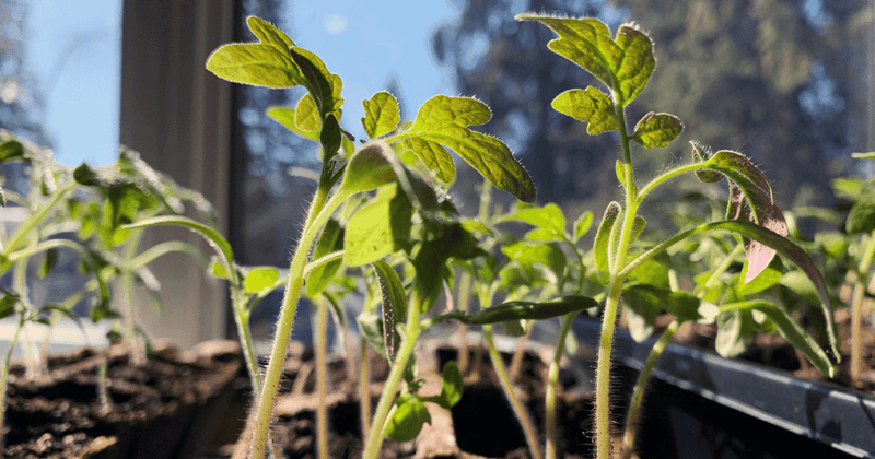 Stems Are Sturdy and Upright