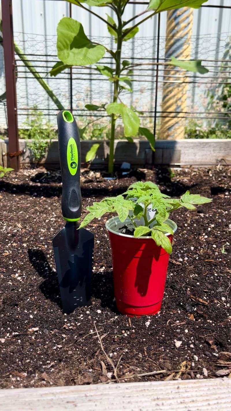 Ready Weather Conditions for Outdoor Transplanting