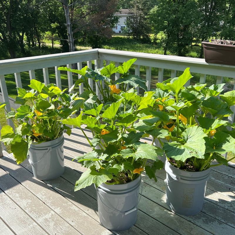 Optimize Sunlight Exposure