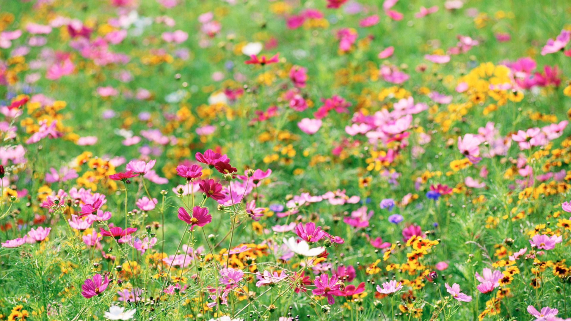 flower field