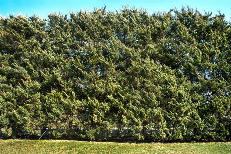 Windbreaks
