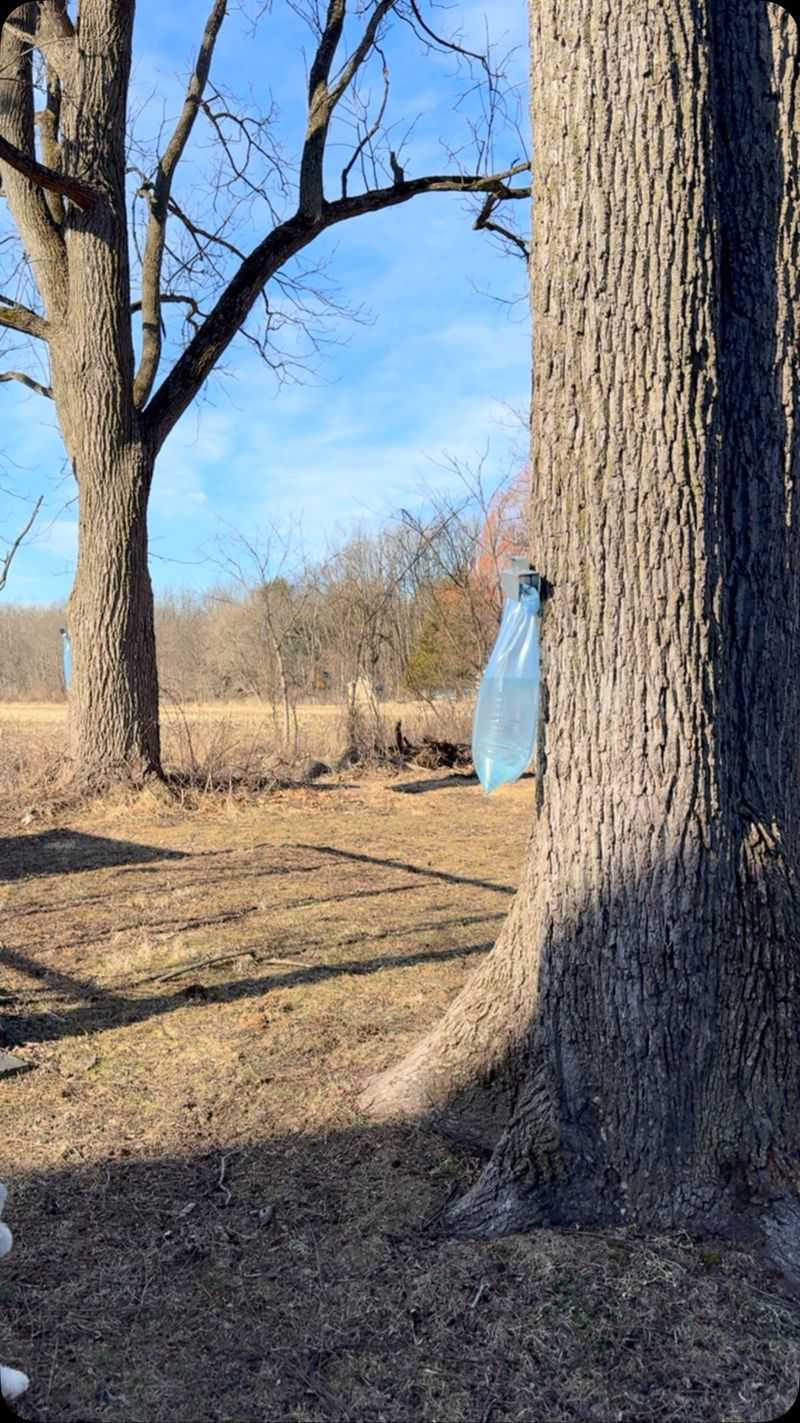 Too Close To Black Walnut Trees