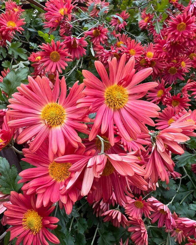 Chrysanthemums