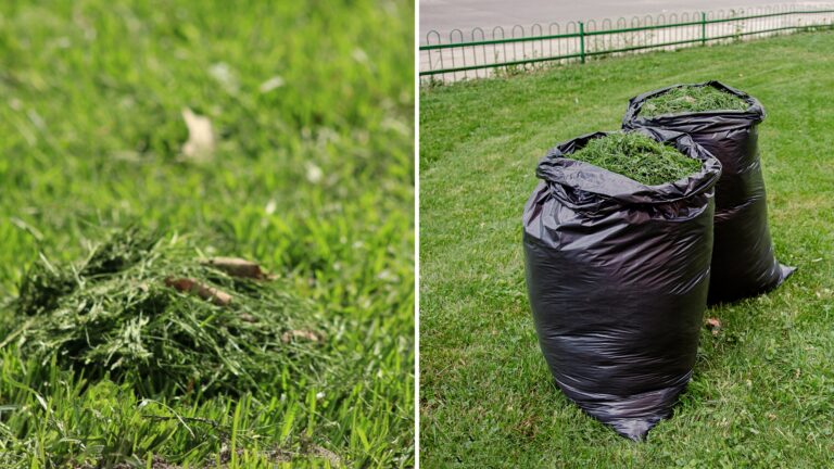 grass clippings as mulch and bagged