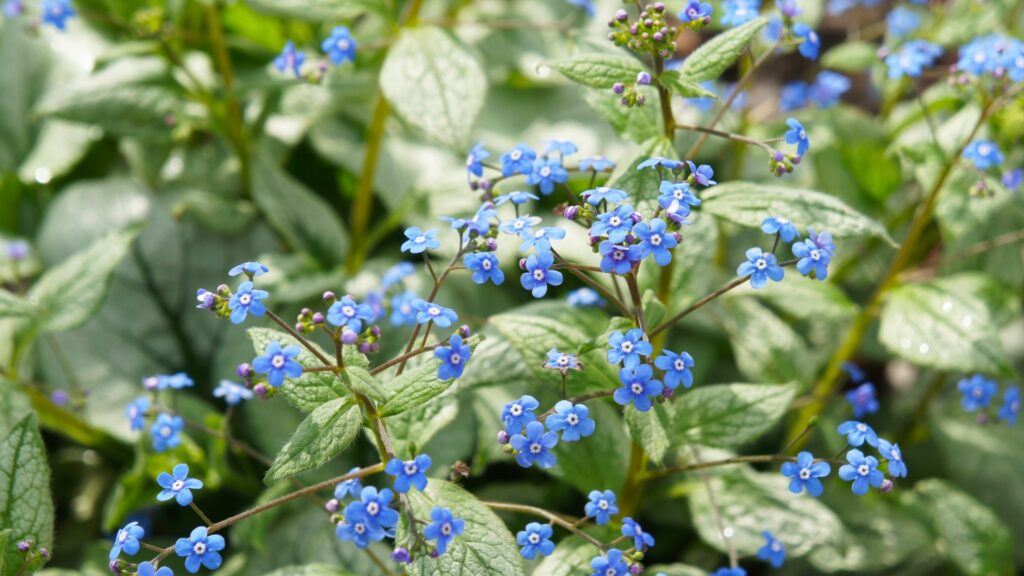 Siberian Bugloss