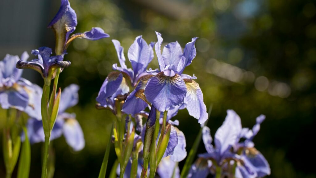 Siberian Iris 
