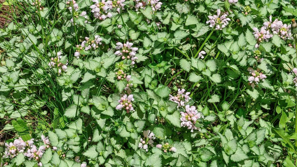 Silver Carpet (Dymondia margaretae)