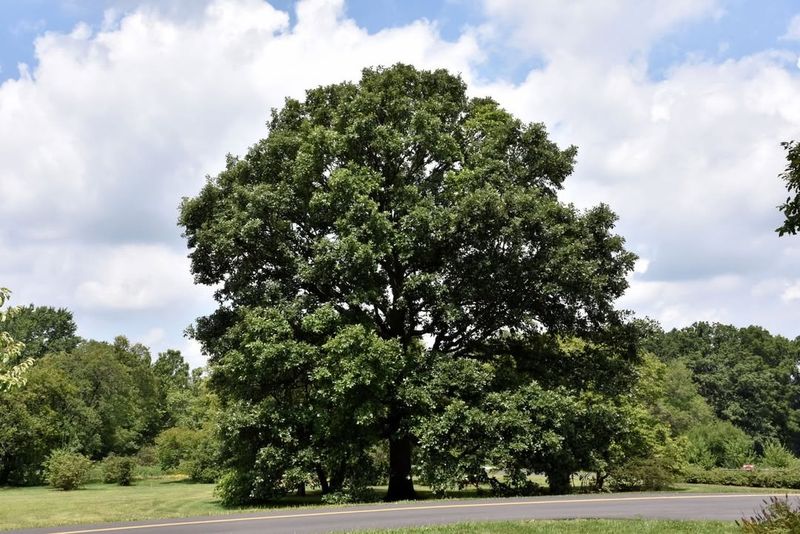 Swamp White Oak