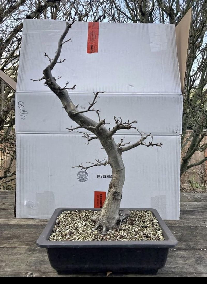 Choosing the Wrong Bonsai Species